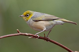 <span class="mw-page-title-main">Silvereye</span> Species of bird