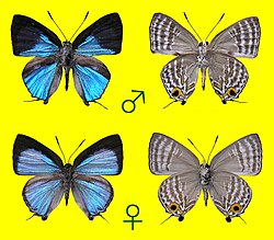 ナツミキイチゴシジミのオス（上）とメス（下）