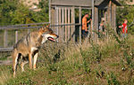 Miniatura para Canis lupus