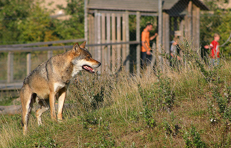 File:Skandinavisk dyrepark.jpg