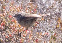 Slender-billed Thornbill (Acanthiza iredalei) (8079657130) (cropped).jpg