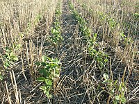 Manejo de granos verdes de soja en la etapa poscosecha - Wiki Agronomia