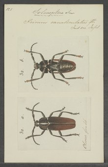 Solenoptera - Baskı - Iconographia Zoologica - Özel Koleksiyonlar Amsterdam Üniversitesi - UBAINV0274 032 06 0018.tif