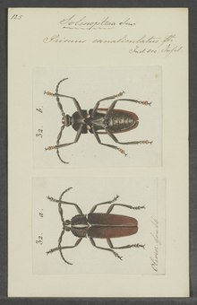 Solenoptera - Басып шығару - Iconographia Zoologica - Арнайы коллекциялар Амстердам университеті - UBAINV0274 032 06 0018.tif