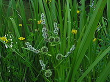 Farbfoto von hohem Gras.