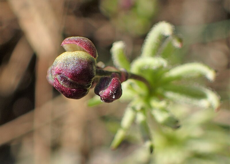 File:Spergula morisonii kz07.jpg