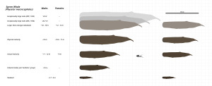 Physeter Macrocephalus: Descrizione, Biologia, Distribuzione e habitat