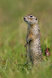 Spermophilus