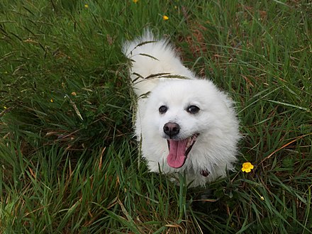5 year old male Japanese Spitz