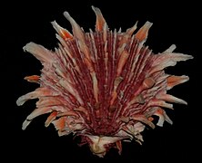 Spondylus princeps