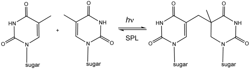 File:Spore photoproduct lyase (reaction diagram).png