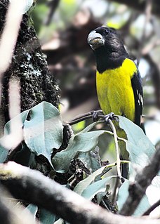 <span class="mw-page-title-main">Spot-winged grosbeak</span> Species of finch in the family Fringillidae from Asia