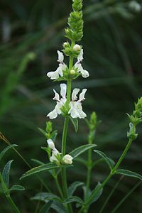 Stachys recta 3.jpg