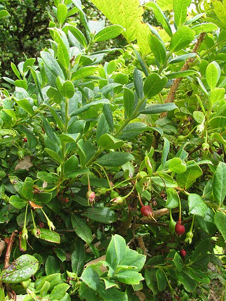 File:Starr-110713-7344-Vaccinium calycinum-fruit and leaves-Ainahou Bowl Koolau Gap-Maui (25073240476).jpg