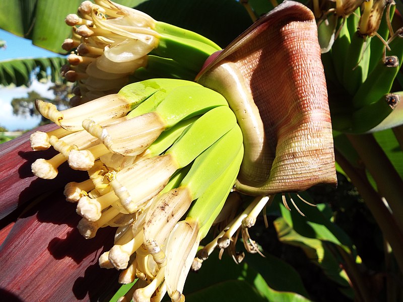 File:Starr-131225-3091-Musa acuminata-Sucrier flowers and fruit forming-Hawea Pl Olinda-Maui (25111029362).jpg