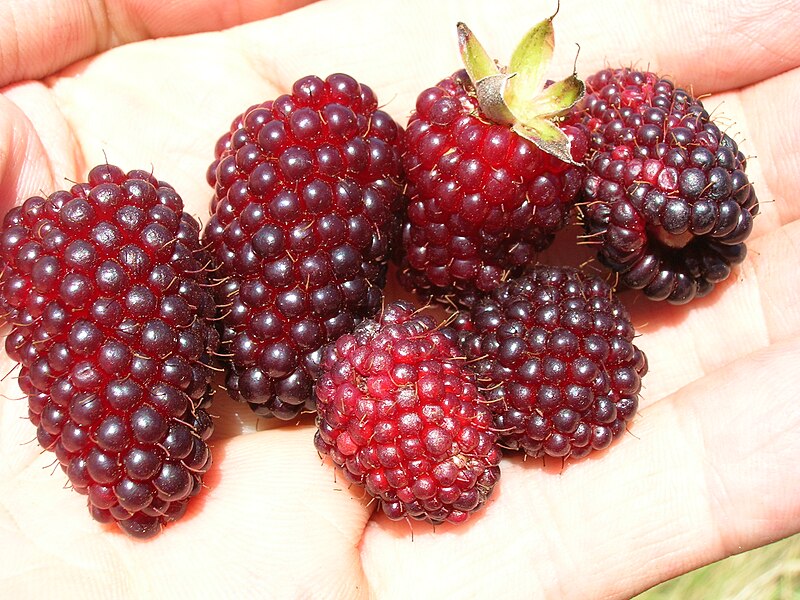 File:Starr 050817-3893 Rubus glaucus.jpg