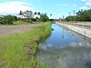 Torpedograss (Panicum repens) growing along a ditch.