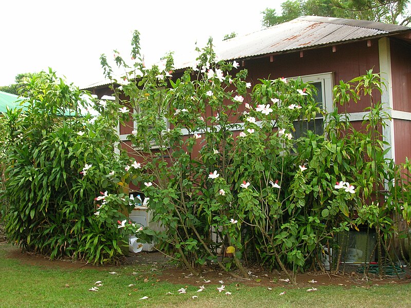 File:Starr 060826-8637 Hibiscus waimeae.jpg