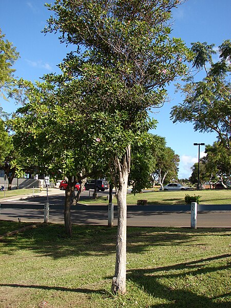 File:Starr 061206-1962 Tabebuia rosea.jpg