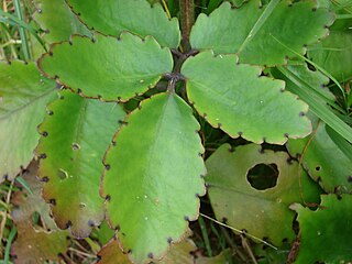 <i>Kalanchoe pinnata</i> Succulent plant native to Madagascar