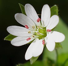 The flowers have ten stamens although sometimes only the filaments remain Stellaria neglecta W.jpg