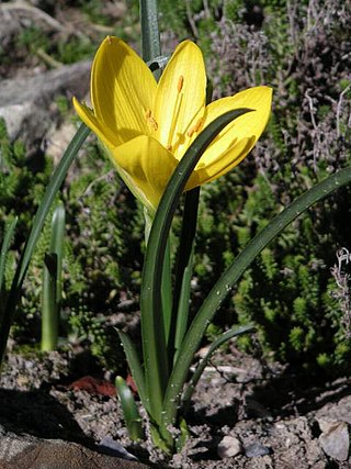 <i>Sternbergia lutea</i> Species of autumn-flowering plant in the family Amaryllidaceae