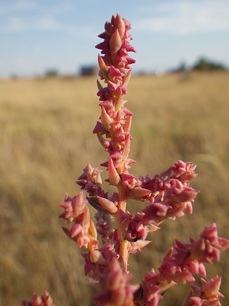 File:Suaeda calceoliformis (7989774805).jpg