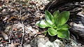 Echeveria (Crassulaceae)