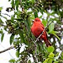 Thumbnail for File:Summer Tanager Male Corpus Christi.jpg