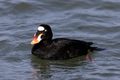 81 Surf Scoter Drake LBI uploaded by Needsmoreritalin, nominated by Needsmoreritalin,  10,  0,  0