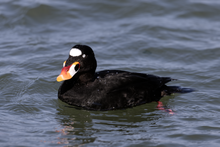 Surf Scoter Drake LBI.png