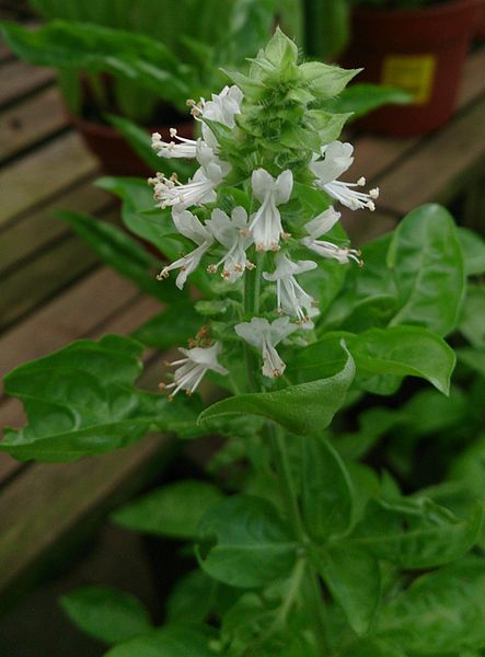 File:Sweet Basil (Ocimum basilicum) 3.jpg