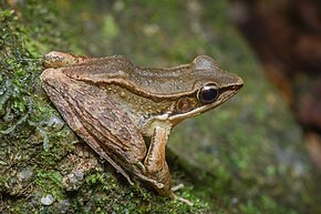 A kép leírása Sylvirana faber, bronzosított béka - Khao Khitchakut Nemzeti Park.jpg.