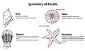 Symmetry in Fossils