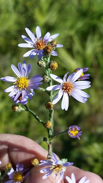 File:Symphyotrichum adnatum 56987987.jpg