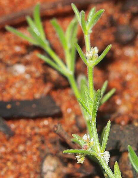 File:Synaptantha flowers.jpg