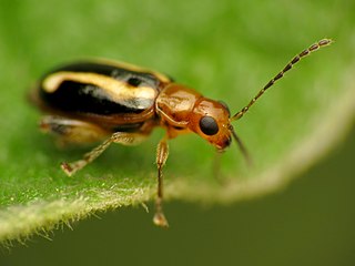 <i>Synetocephalus bivittatus</i> Species of beetle