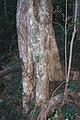 Syzygium australe - Mt Keira.JPG