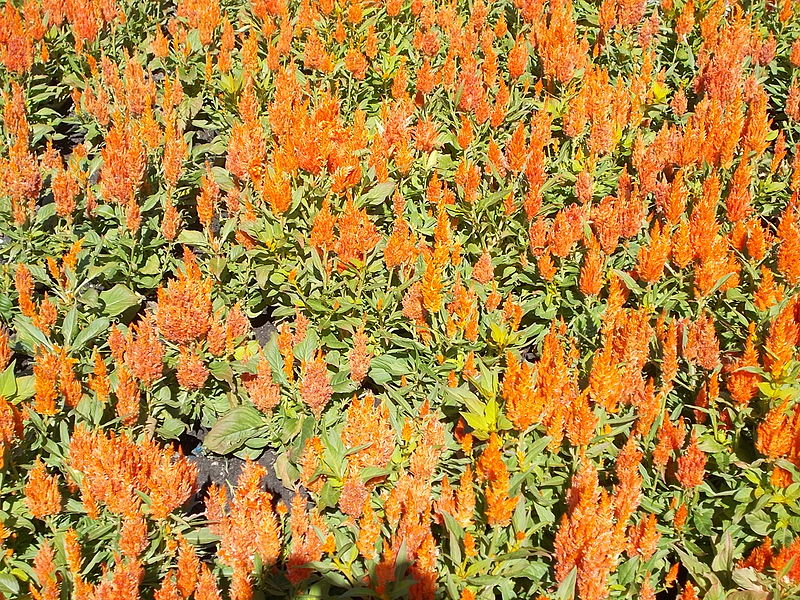 File:Szent István Park. Flower bed. Orange. - Budapest.JPG