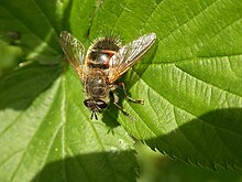 Tachinidae