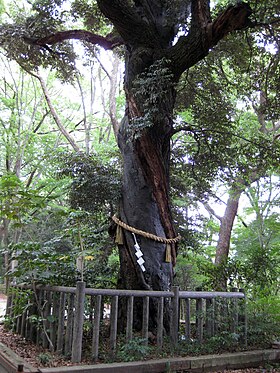Дерево с симэнавой в лесу