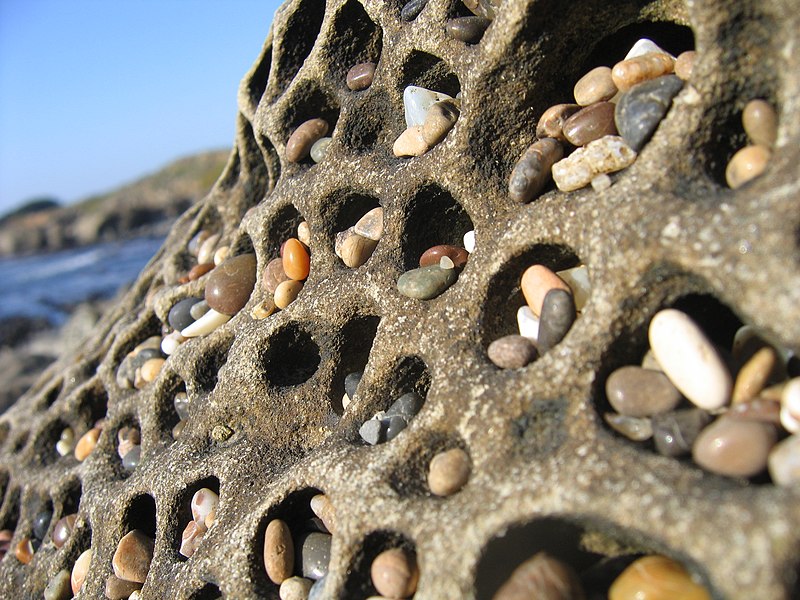 File:Tafoni at Pebble Beach.jpg