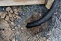 * Nomination: Underground drainage from rain gutter.--Peulle 13:22, 10 December 2021 (UTC) * * Review needed