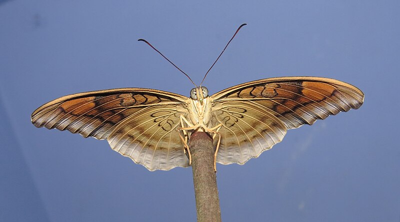 File:Tanaecia lepidea – Grey Count 25.jpg