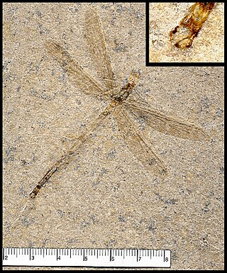 <span class="mw-page-title-main">Tarsophlebiidae</span> Extinct family of flying insects