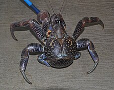 Tatos - Coconut crab (Camotes Islands, Philippines) 01.jpg