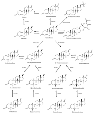 <span class="mw-page-title-main">Androgen conjugate</span> Class of chemical compounds