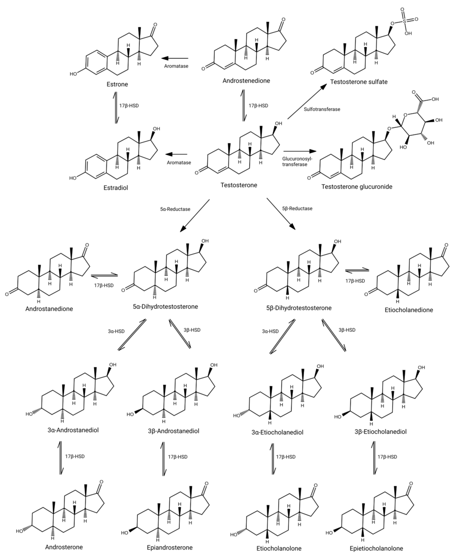 Андростендион что это такое. Метаболизм тестостерона. Метаболизм тестостерона биохимия. Metabolism of testosterone. Метаболизм тестостерона в организме мужчины.