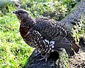 Femals Western Capercaillie (Tetrao urogallus) Auerhuhn