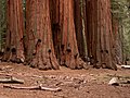 Mammoetbomen (Sequoiadendron giganteum) in het Nationaal Park Sequoia (MAB) in de Verenigde Staten.